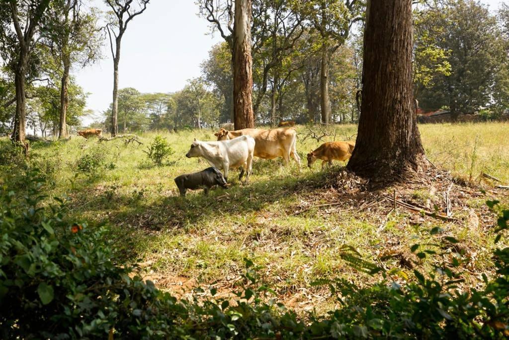 The Kenyan River Cottage Nairobi Exterior photo